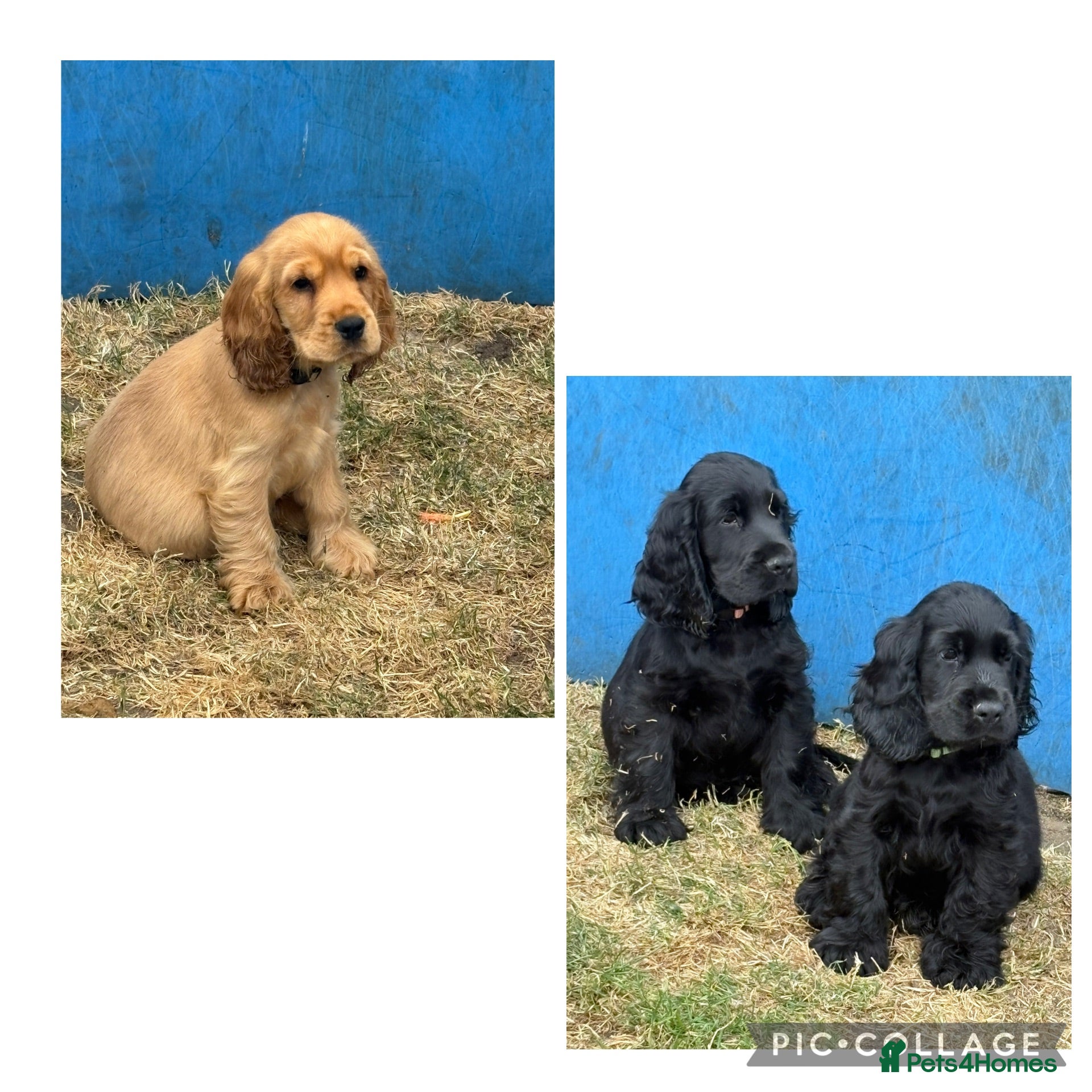 Mixed Breed dogs Beautiful Show Cocker Spaniel Puppies - Advert 1