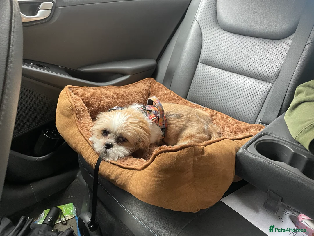 Shih Tzu dogs for sale: Maxi friendly Shih Tzu  - Advert 1