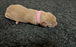 Labrador Retriever dogs for sale: Labrador puppies in Shaftesbury - Image 11