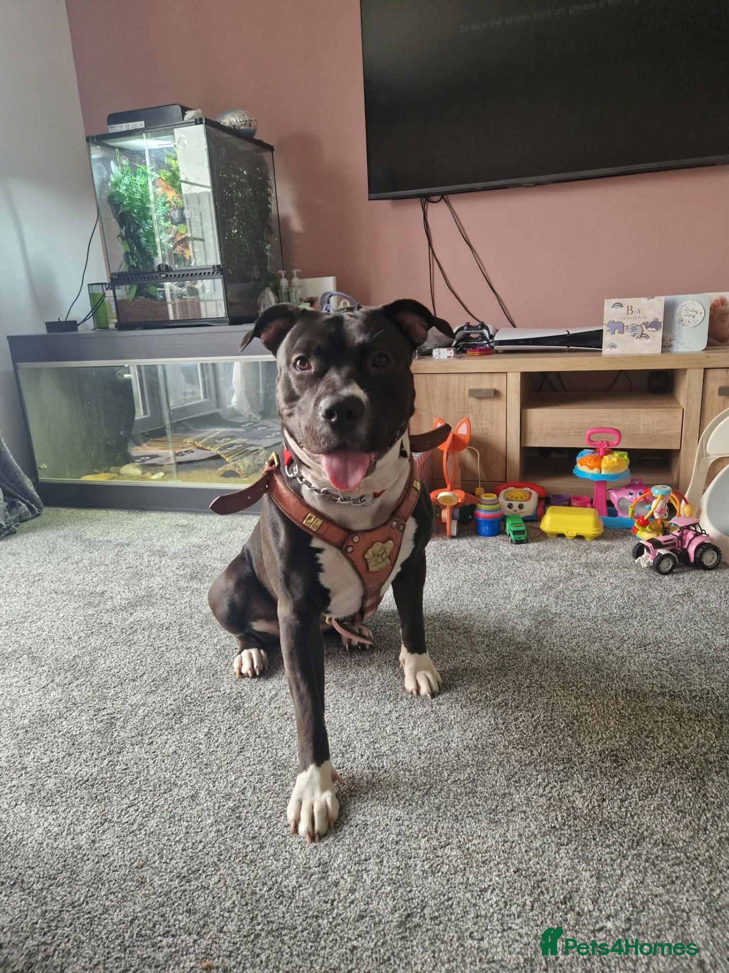 Mixed Breed dogs 1 year old female staffy cross  - Advert 1