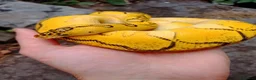 Python Snake reptiles for sale: CB25 Bongo, Pastel, Enchi, red stripe, clown (P OD - Advert 7