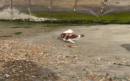 Cavalier King Charles Spaniel dogs for sale: Health tested proven stud - Image 3