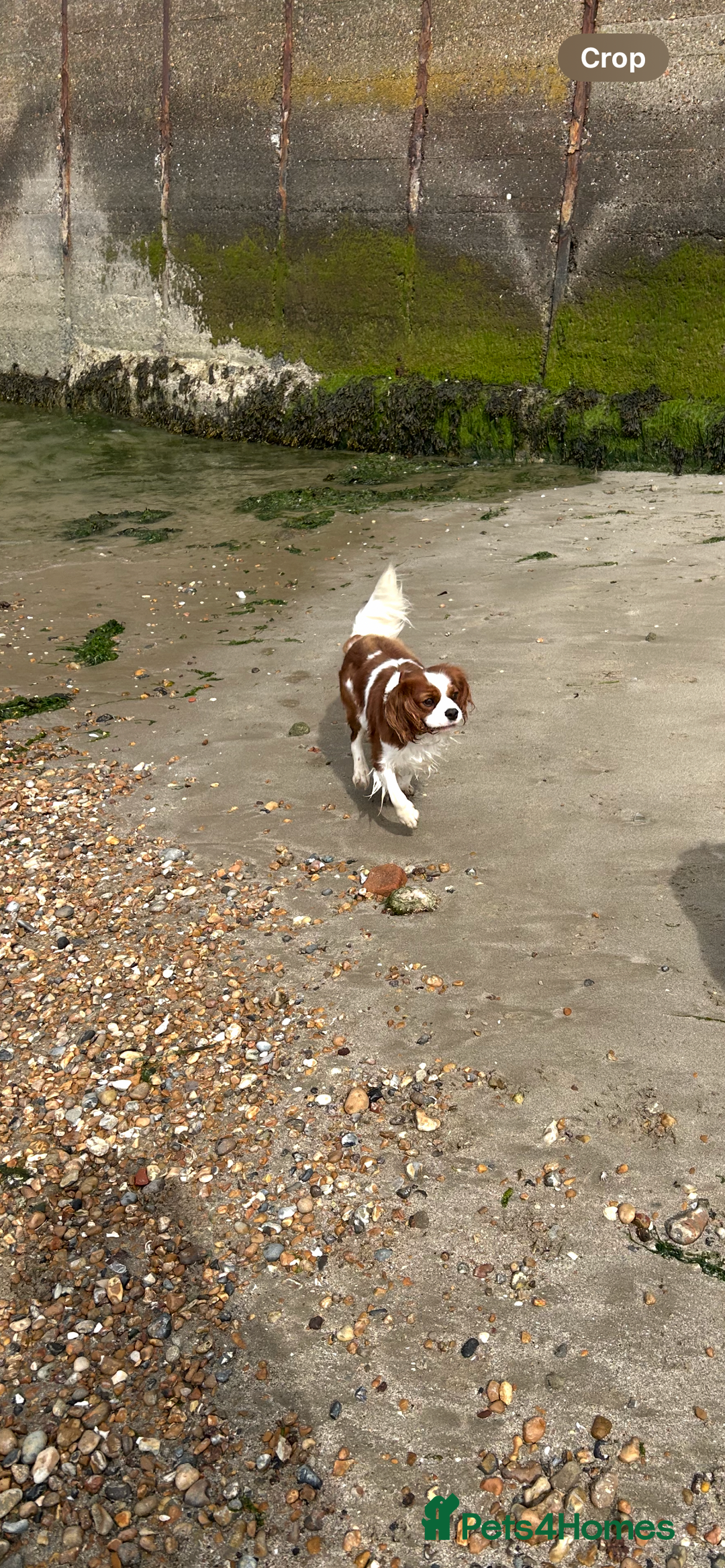 Cavalier King Charles Spaniel dogs for sale: Health tested proven stud - Image 3