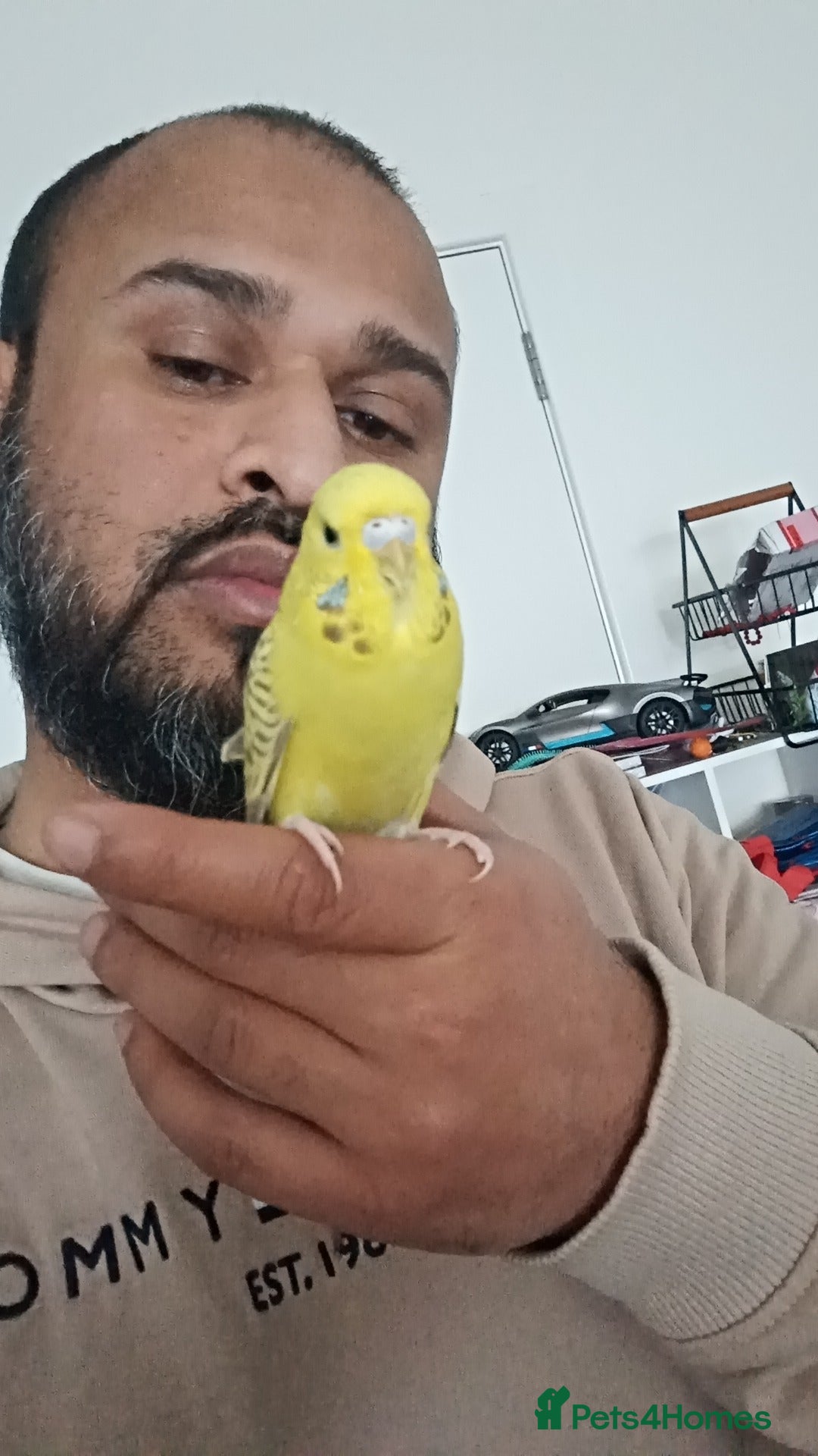 Budgerigars birds for sale: Mango  - Advert 2