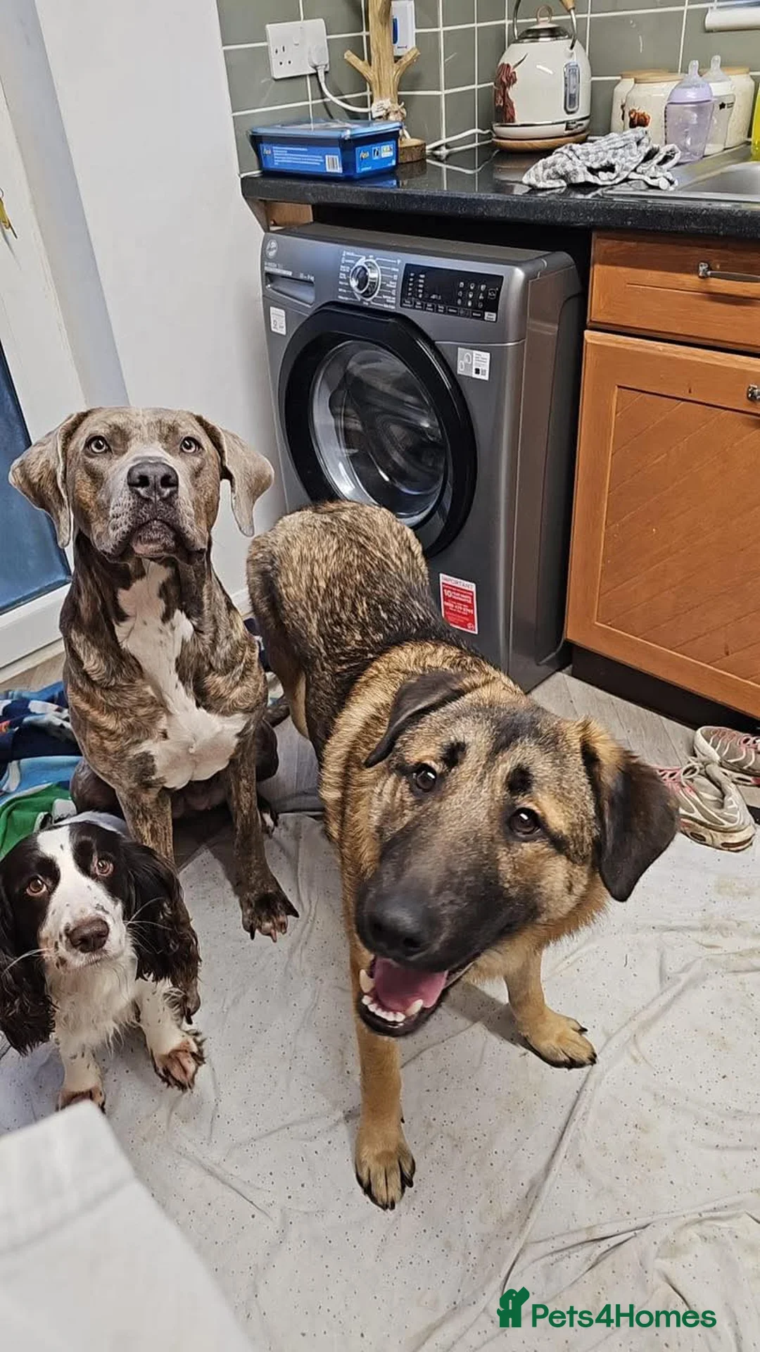 Mixed Breed dogs for sale: Handsome Bob in Midhurst - Advert 2