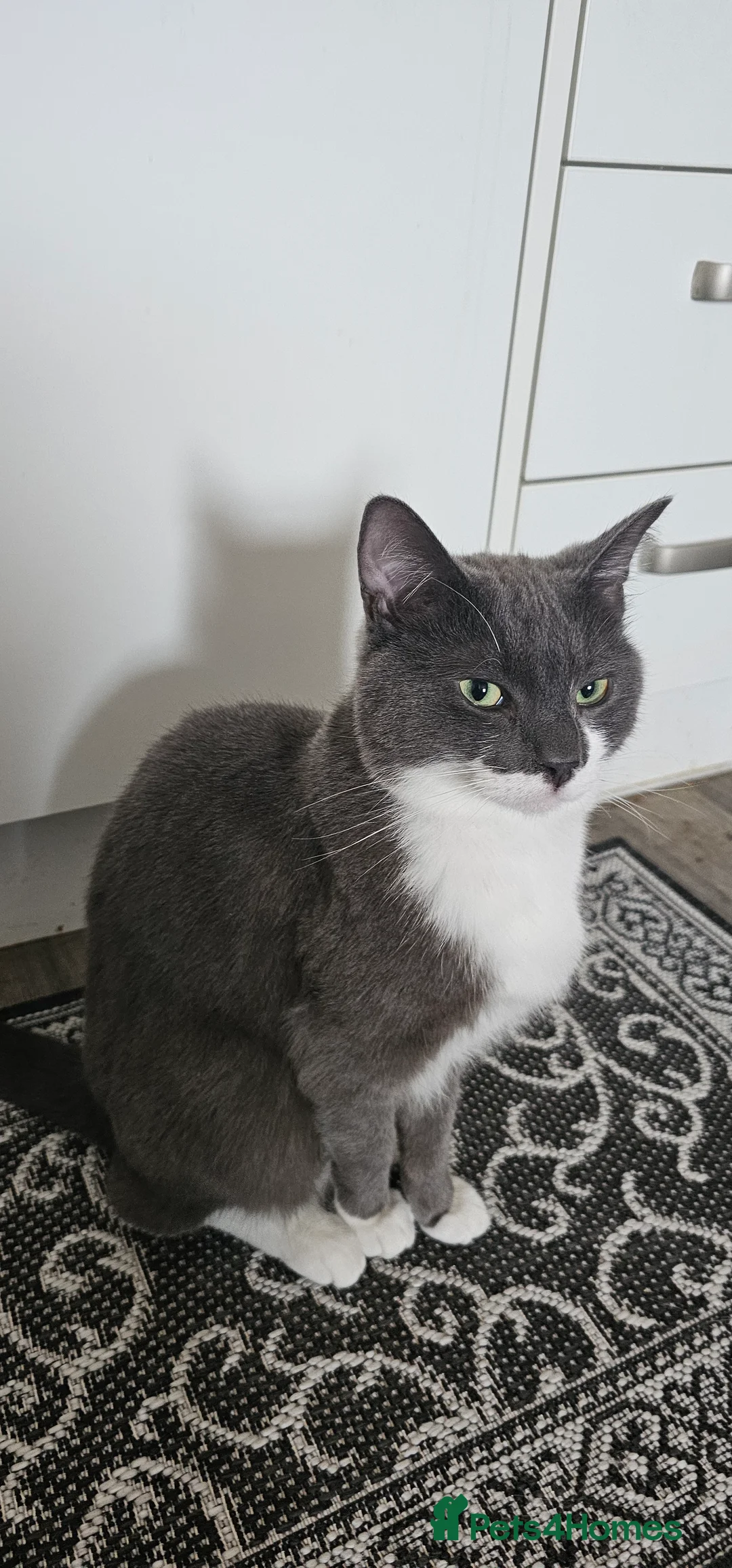 Domestic Shorthair cats for sale: Looking for a forever home for Mico🤍 - Advert 2