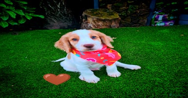 Cocker Spaniel dogs - Advert 16