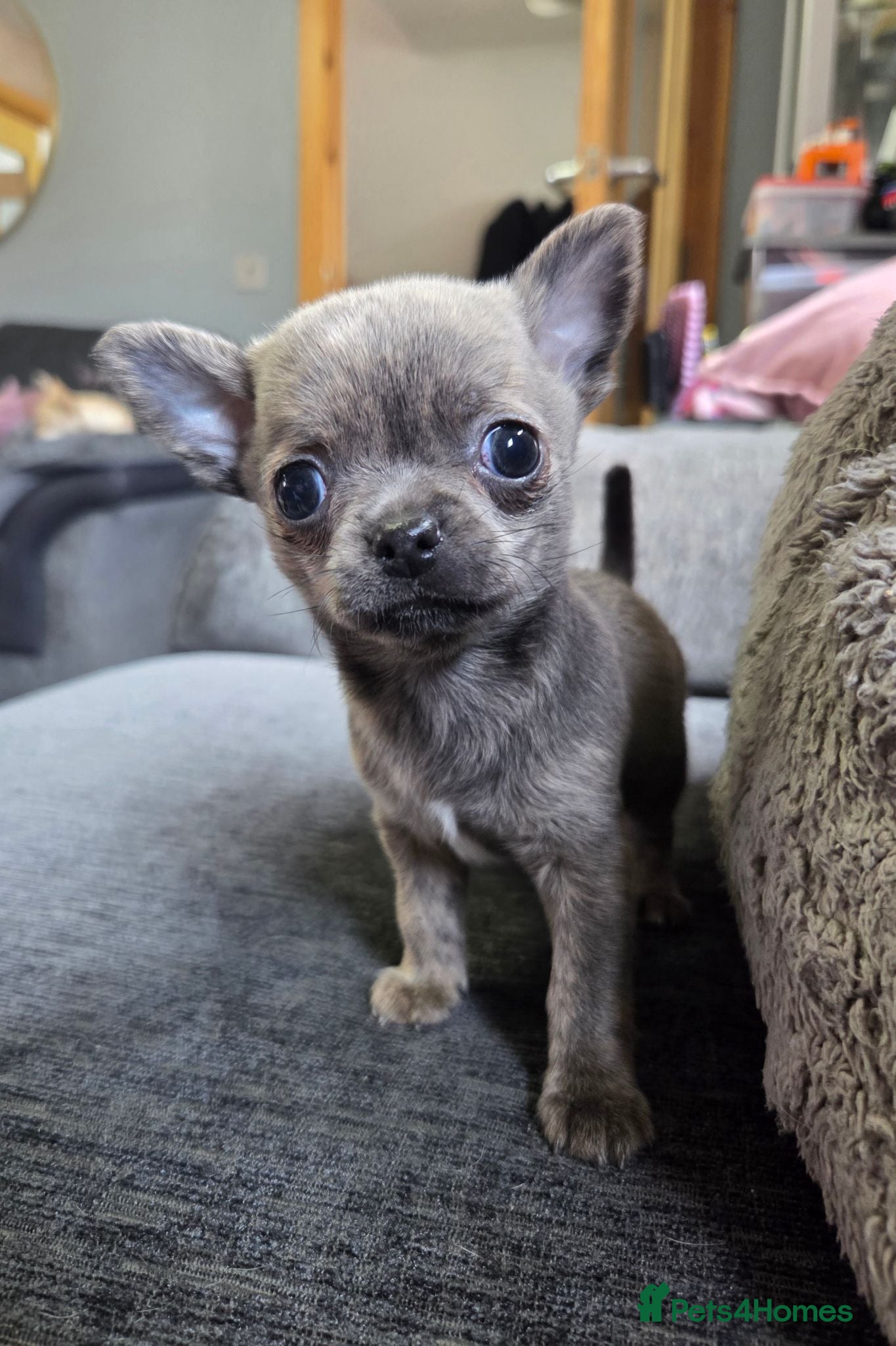 Chihuahua dogs Pedigree Chihuahua Puppies  - Advert 11