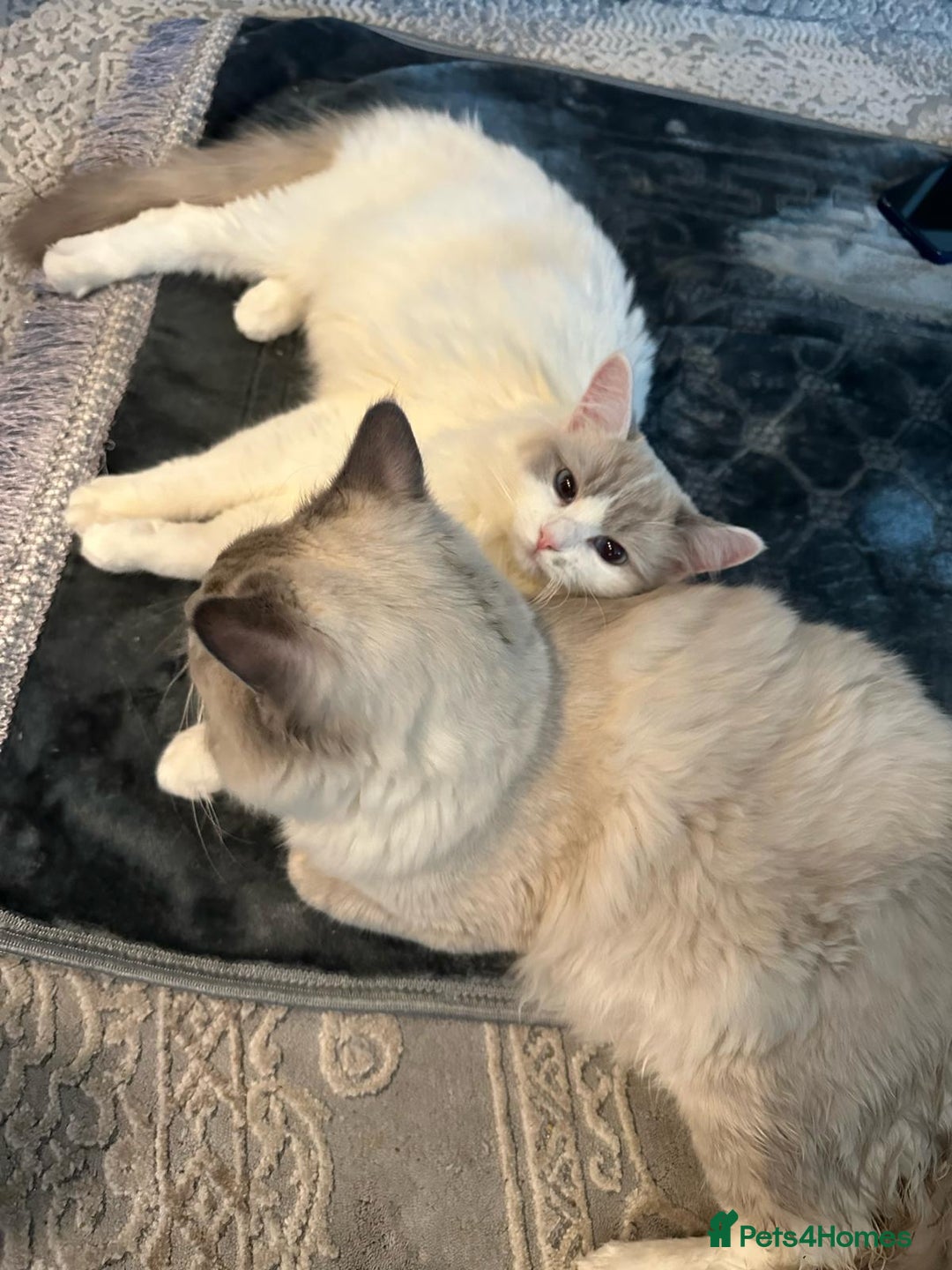Ragdoll cats for sale: Beautiful affectionate pedigree ragdoll kittens 💙 - Advert 8