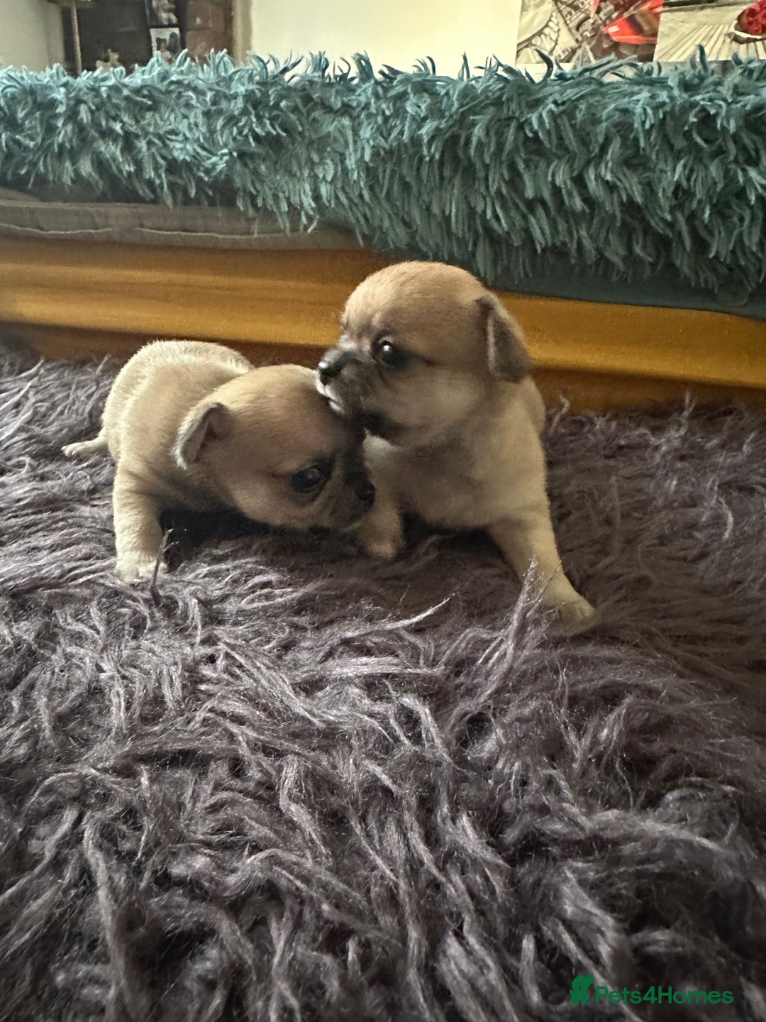 Chihuahua dogs for sale: Beautiful Chihuahua puppies. Two girls left  - Advert 11