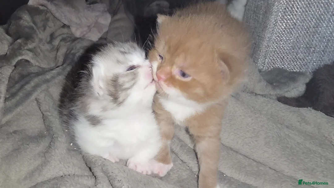 Munchkin cats for sale: Munchkin kittens - Advert 1