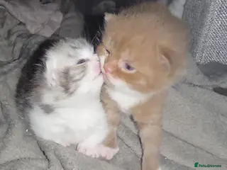 Munchkin cats Munchkin kittens - Advert 4