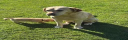 Labrador Retriever dogs for sale: Well handled Labrador puppies need a loving home - Advert 13