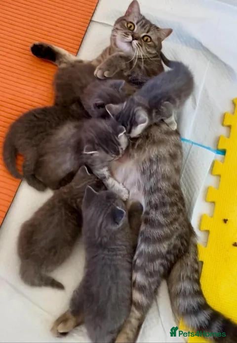 British Shorthair cats Two British Shorthair and Longhair boys - Advert 2
