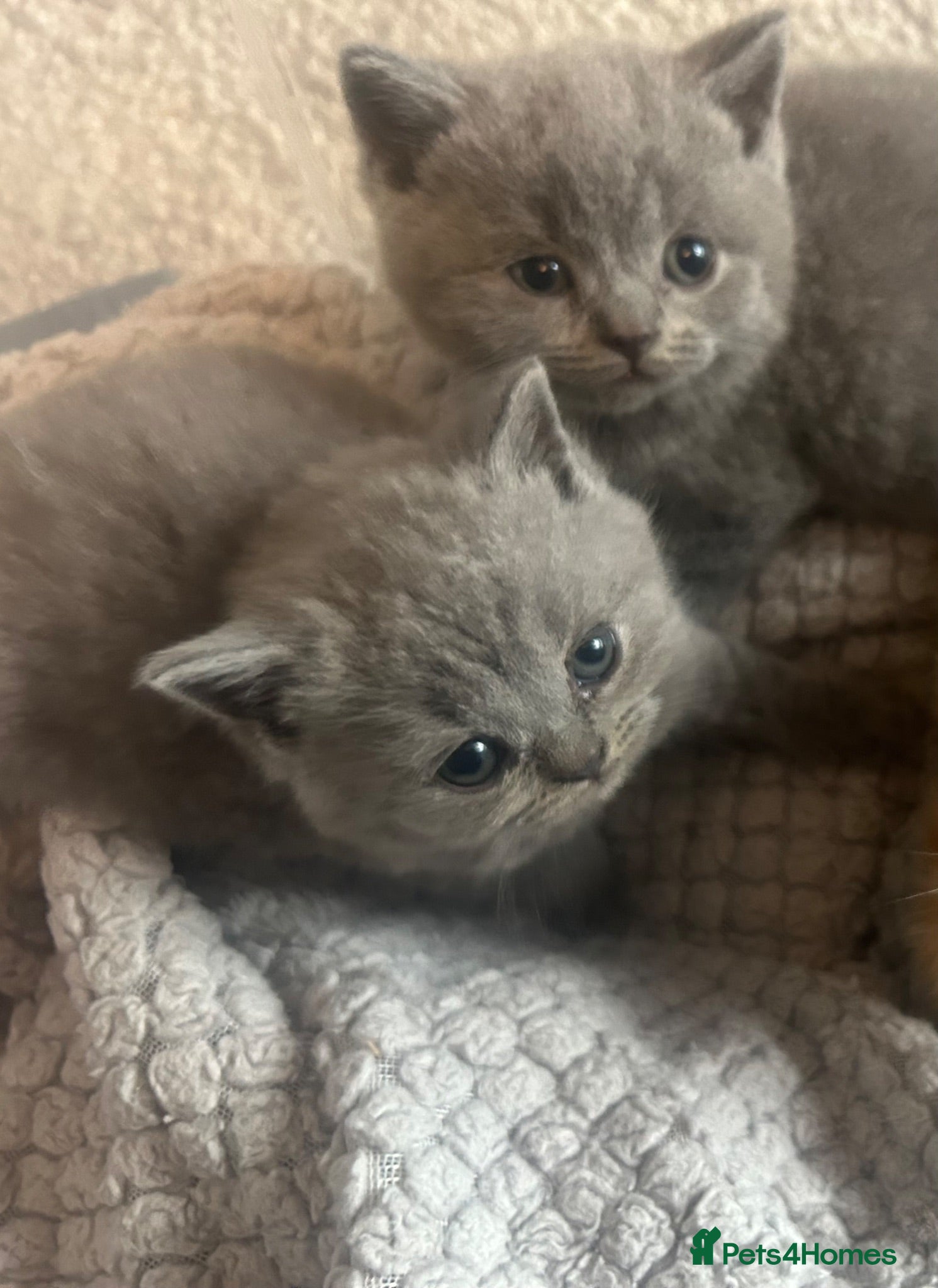British Shorthair cats Beautiful British Blue Shorthair *READY NOW* - Advert 13