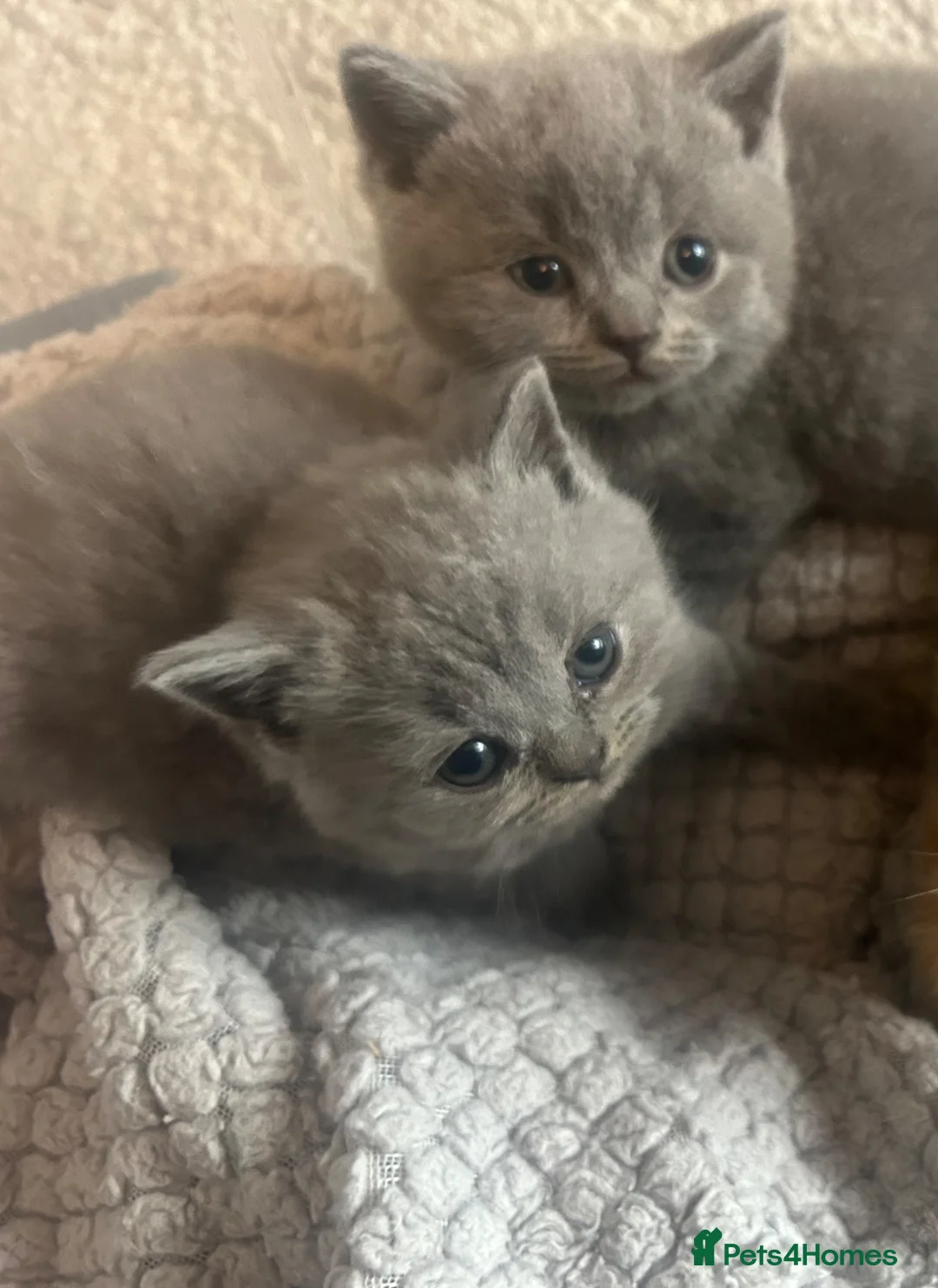 British Shorthair cats for sale: Beautiful British Blue Shorthair *READY NOW* - Advert 2