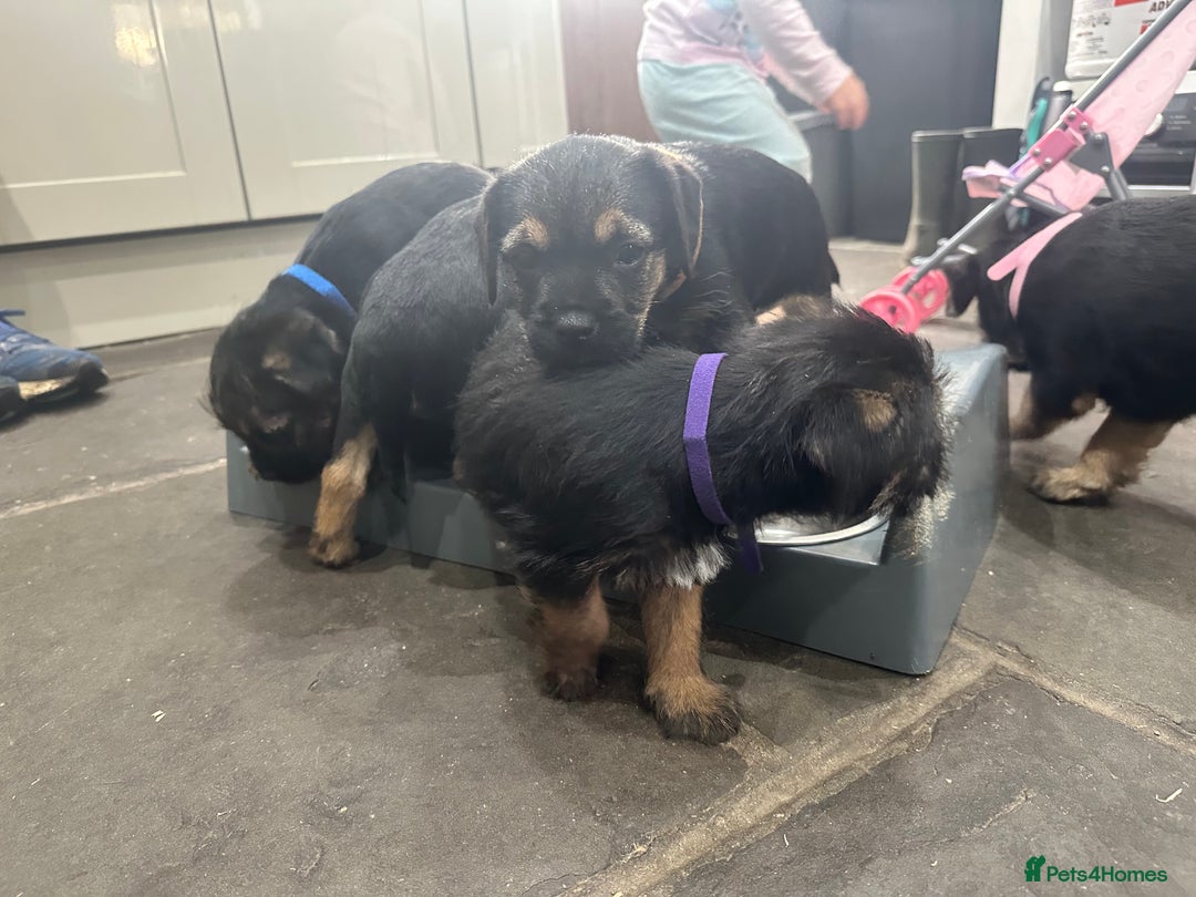 Border Terrier dogs for sale: Border Terrier Pups -Beautiful Pedigree  - Image 15