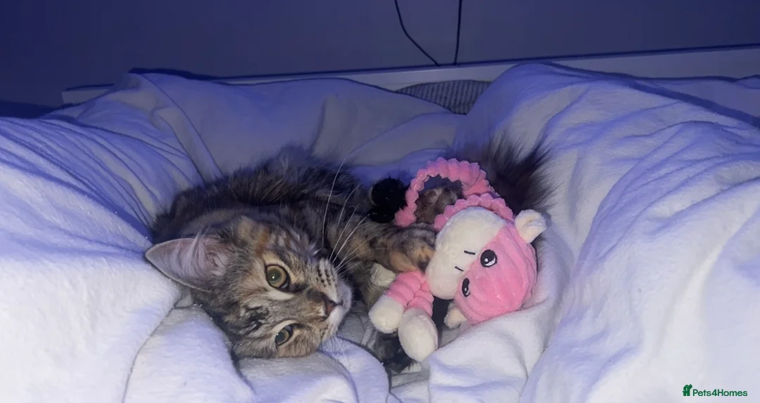 Mixed Breed cats for sale: Nala Mainecoon mixed ragdoll 1 year 6 months old - Advert 3