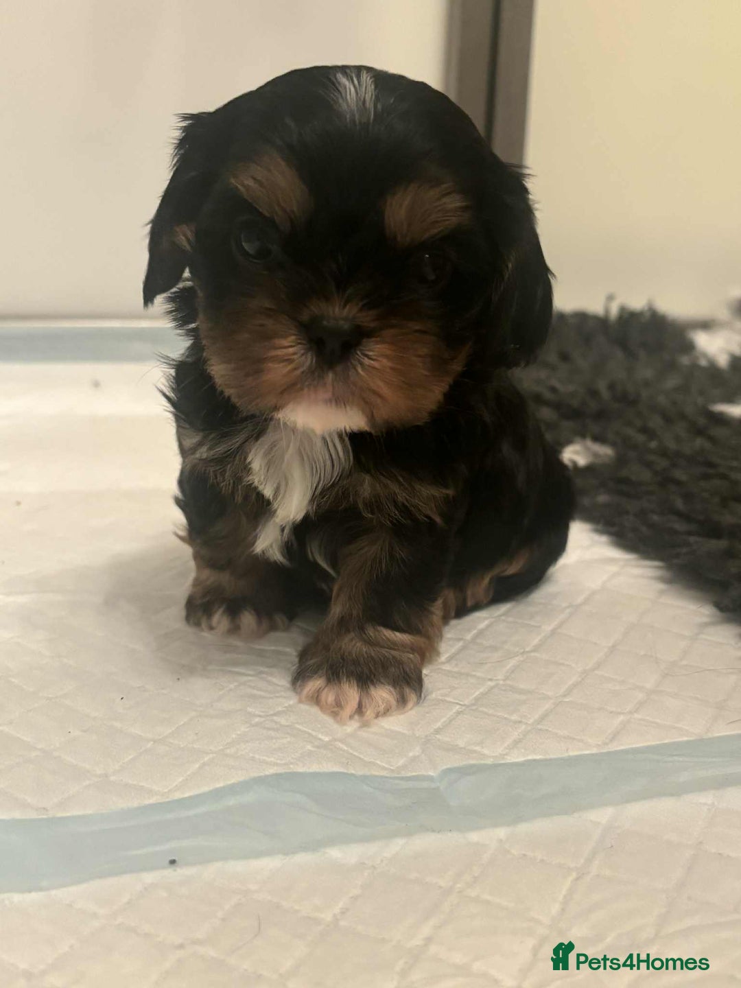 Cava Tzu dogs for sale: Absolutely amazing bundle of cuteness cava - shih - Advert 11