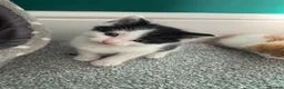 British Longhair cats for sale: Kittens  - Advert 2