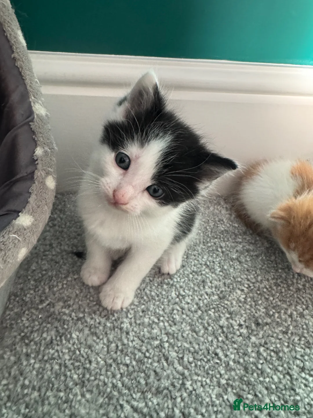 British Longhair cats for sale: Kittens  - Advert 2