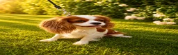 Cavalier King Charles Spaniel dogs for sale: Beautiful KC reg 1 year old girl - Advert 8