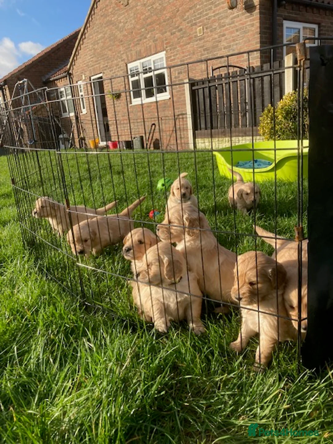 Golden Retriever dogs for sale: Beautiful retriever puppies, KC Reg/Health tested - Advert 4