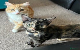 Mixed Breed cats for sale: X2 beautiful cats ready to go - Image 5