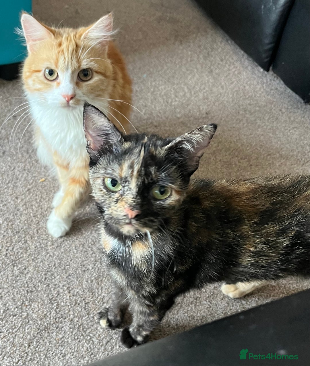 Mixed Breed cats for sale: X2 beautiful cats ready to go - Image 5