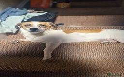 Mixed Breed dogs for sale: Poppy - Image 6