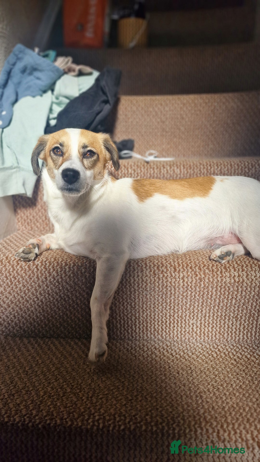 Mixed Breed dogs for sale: Poppy - Image 6