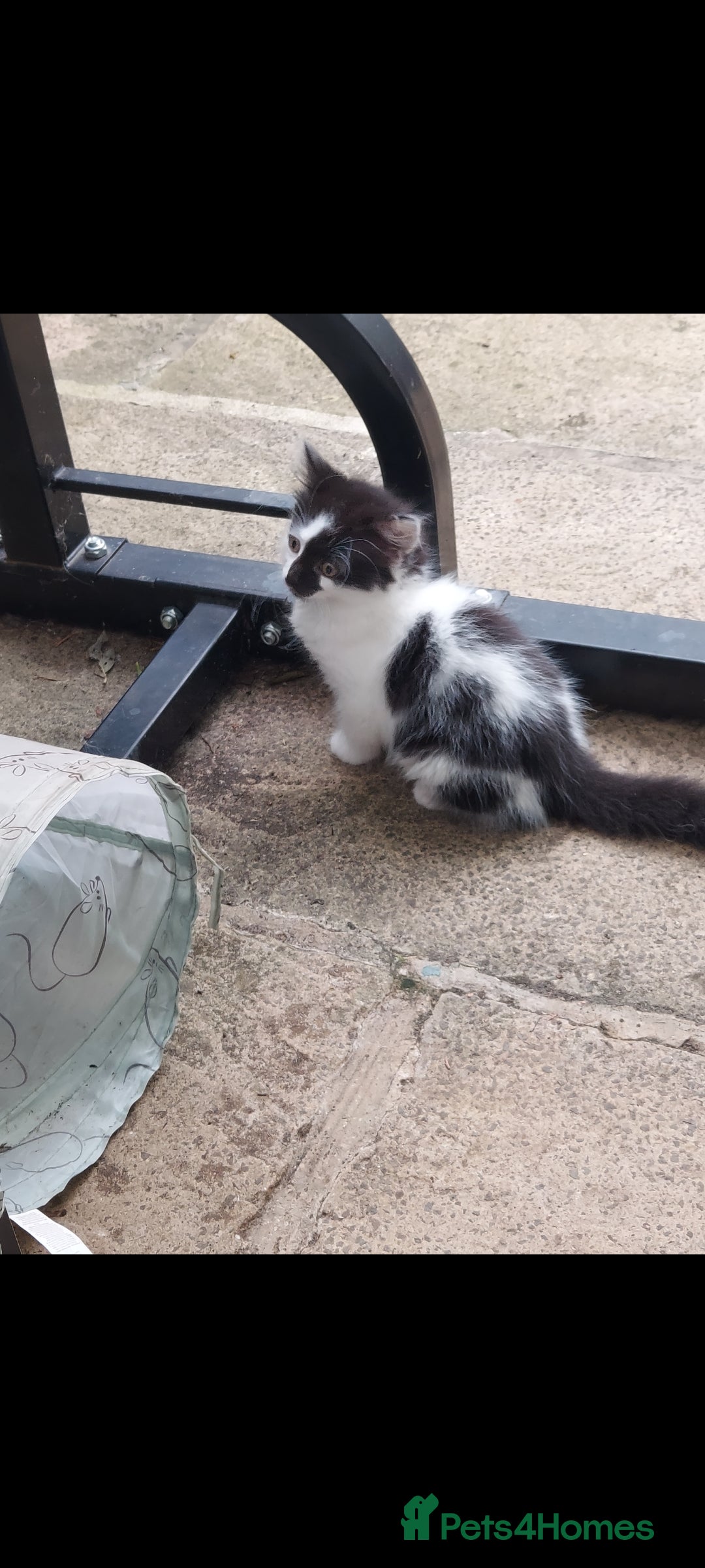 British Longhair cats for sale: ❤️Urgent 2 lovely sweet kitten left - Image 7