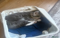 Bengal cats for sale: Bengal cross kittens one grey boy one brown girl - Image 27