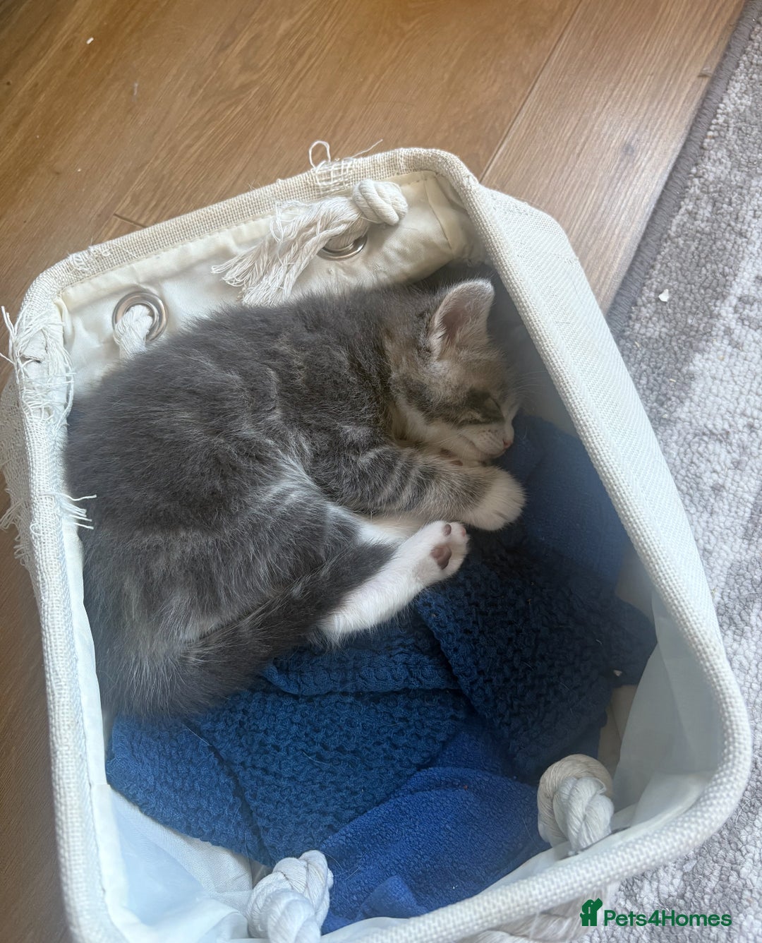 Bengal cats for sale: Bengal cross kittens one grey boy one brown girl - Image 27