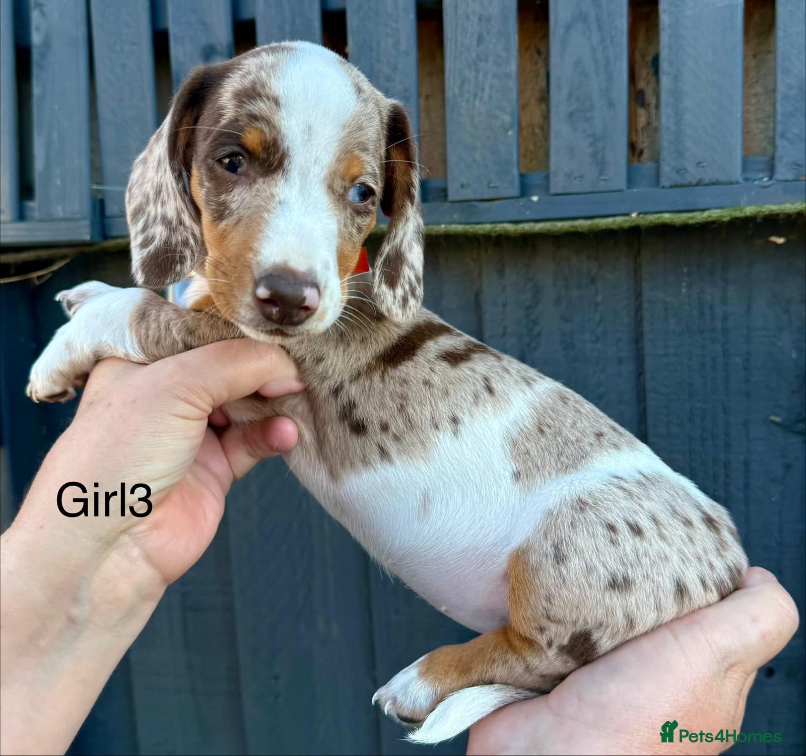 Miniature Dachshund dogs Beautiful Miniature Puppies Ready Now  - Advert 16