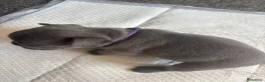 French Bulldog 3
