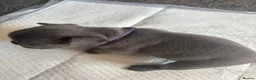 French Bulldog dogs for sale: 3 female French bulldogs for sale - Advert 6