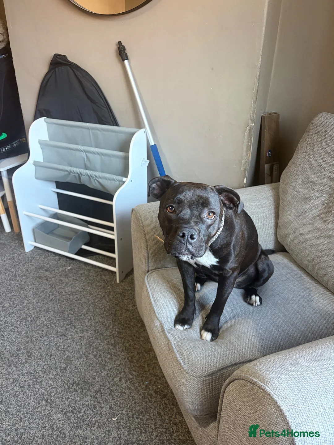 Staffordshire Bull Terrier dogs for sale: 10 month staffy - Advert 2