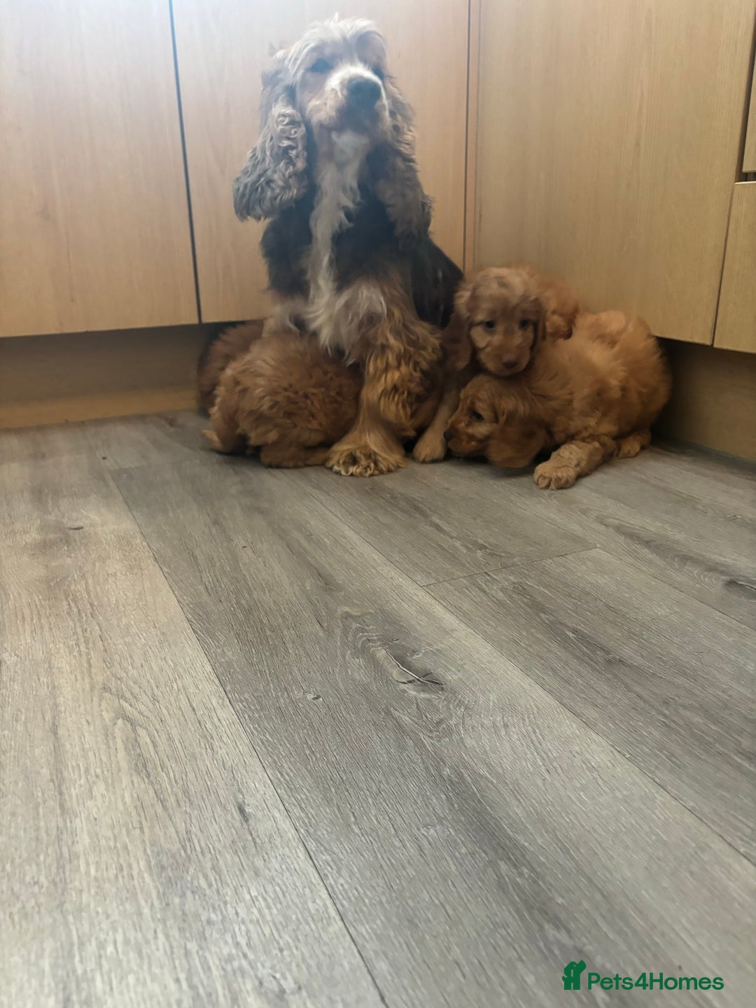 Cockapoo dogs for sale: Cockapoo puppies ready now  - Image 8