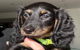Miniature Dachshund dogs for sale: Pedigree Miniature Dachshund  - Image 36