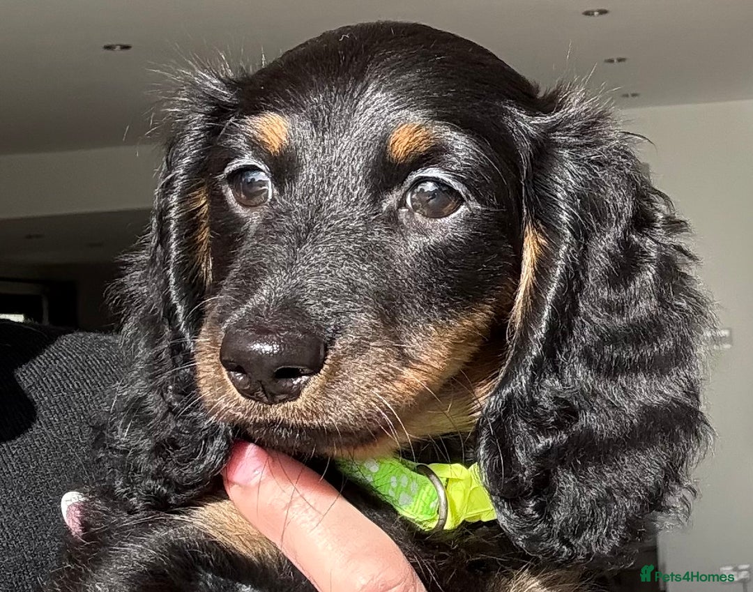 Miniature Dachshund dogs for sale: Pedigree Miniature Dachshund  - Image 36