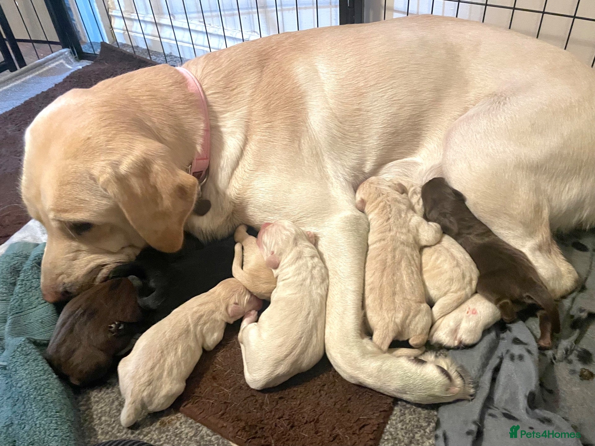 Labrador Retriever dogs Labrador Retriever puppies born 6th Oct 26 - Advert 7