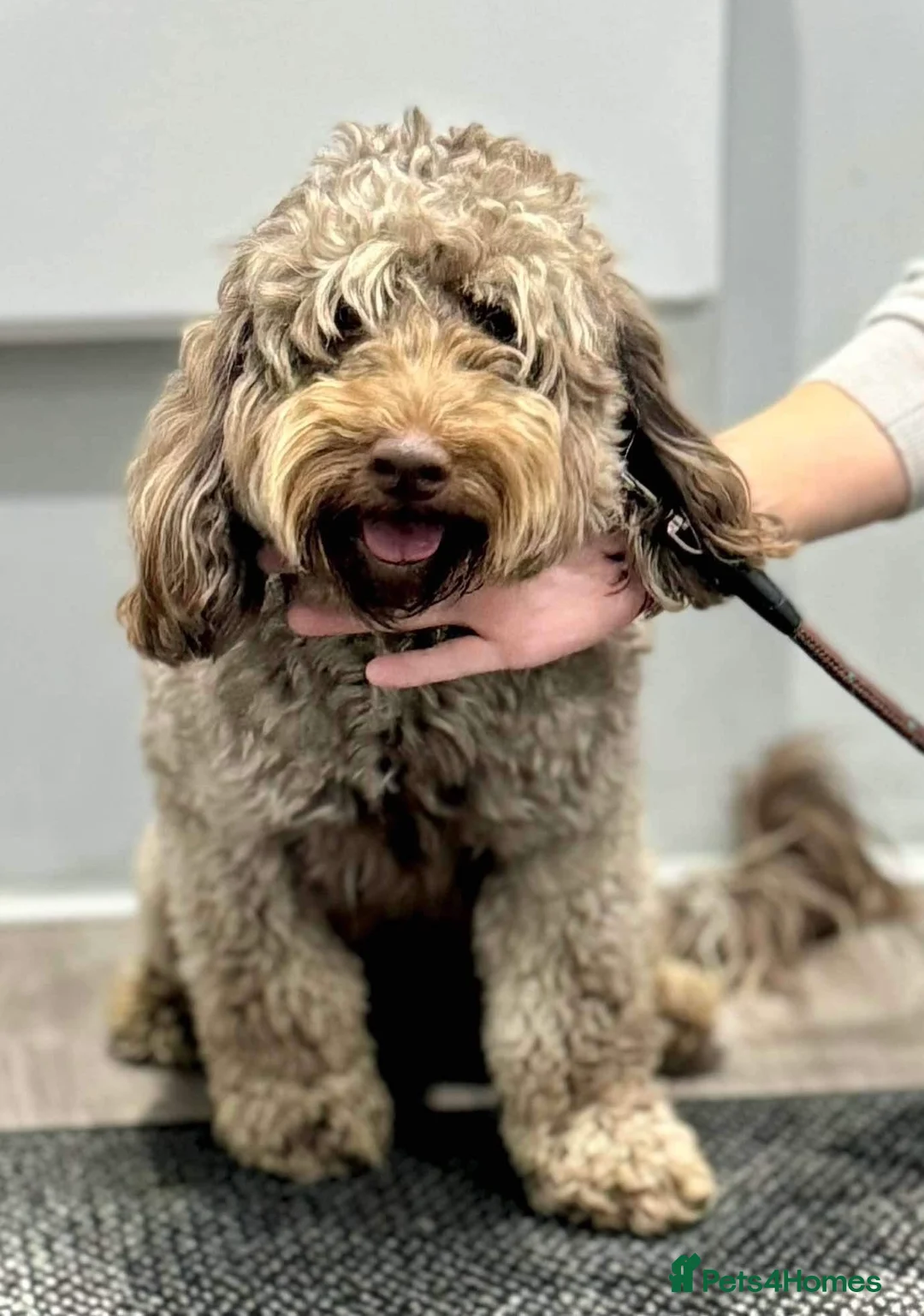 Cockapoo dogs for stud: Chocolate Cockapoo Stud - Proven & DNA Clear in Doncaster - Advert 4