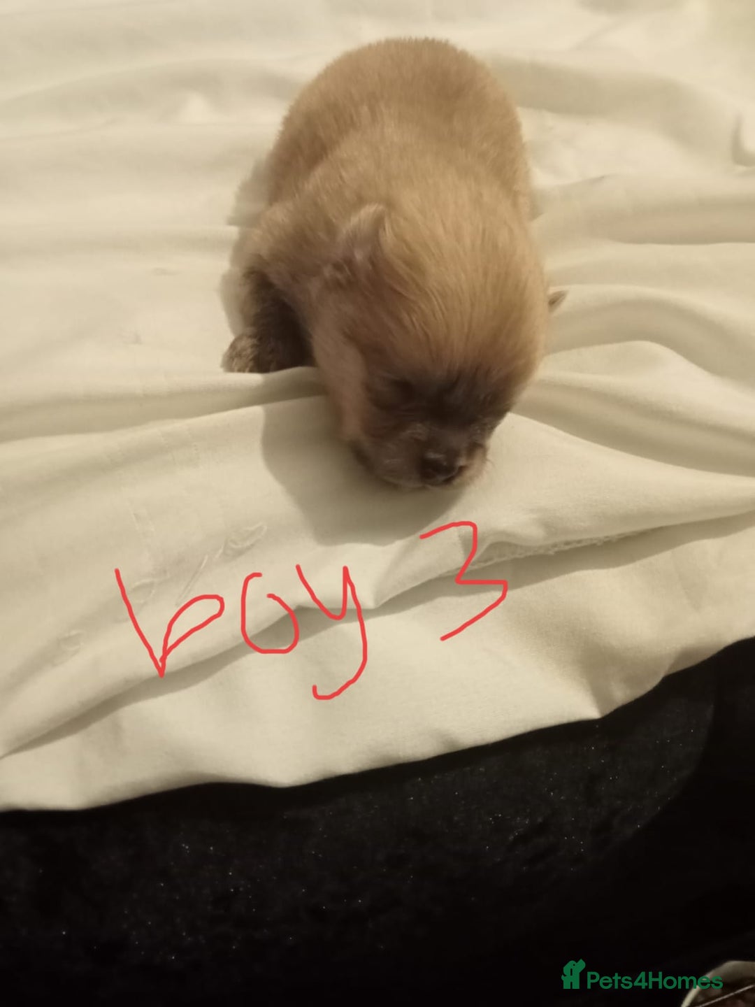 Pomeranian dogs for sale: Pomeranian  - Advert 4