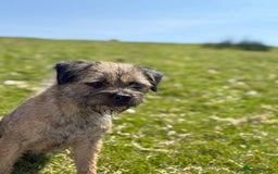 Mixed Breed dogs for sale: Border Terrier x Beagles  - Image 8