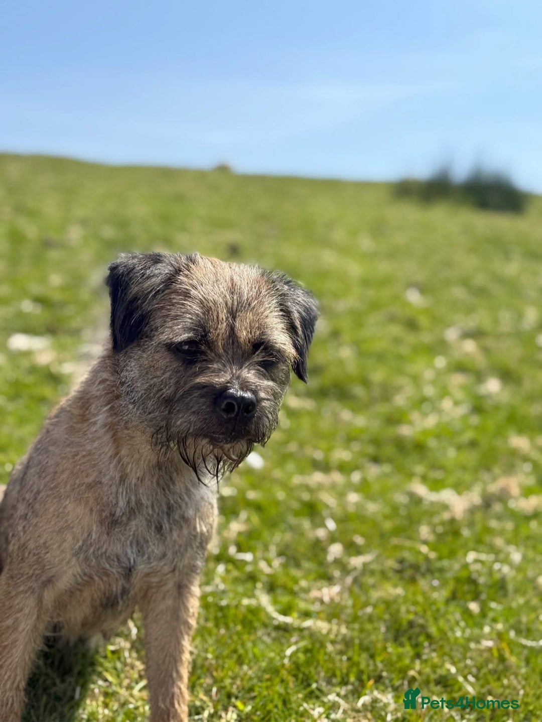 Mixed Breed dogs for sale: Border Terrier x Beagles  - Image 8