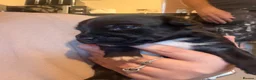 Patterjack dogs for sale: Patterjack Puppies  - Advert 5