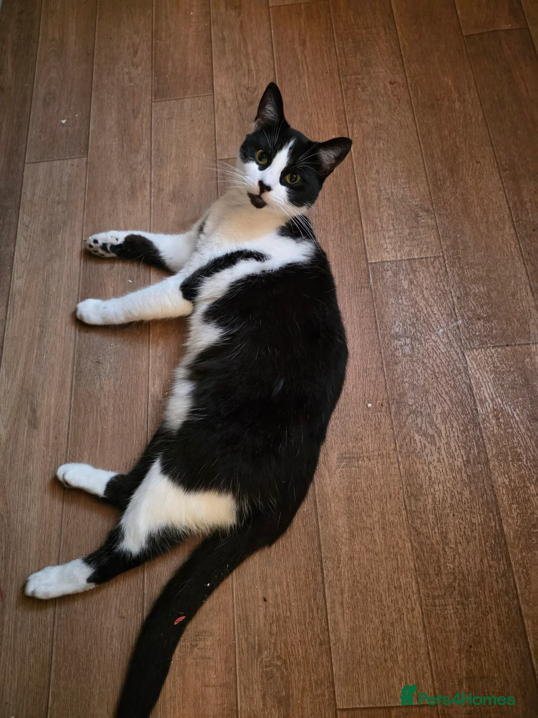 Mixed Breed cats for sale: Beautiful boy cat toby - Advert 2