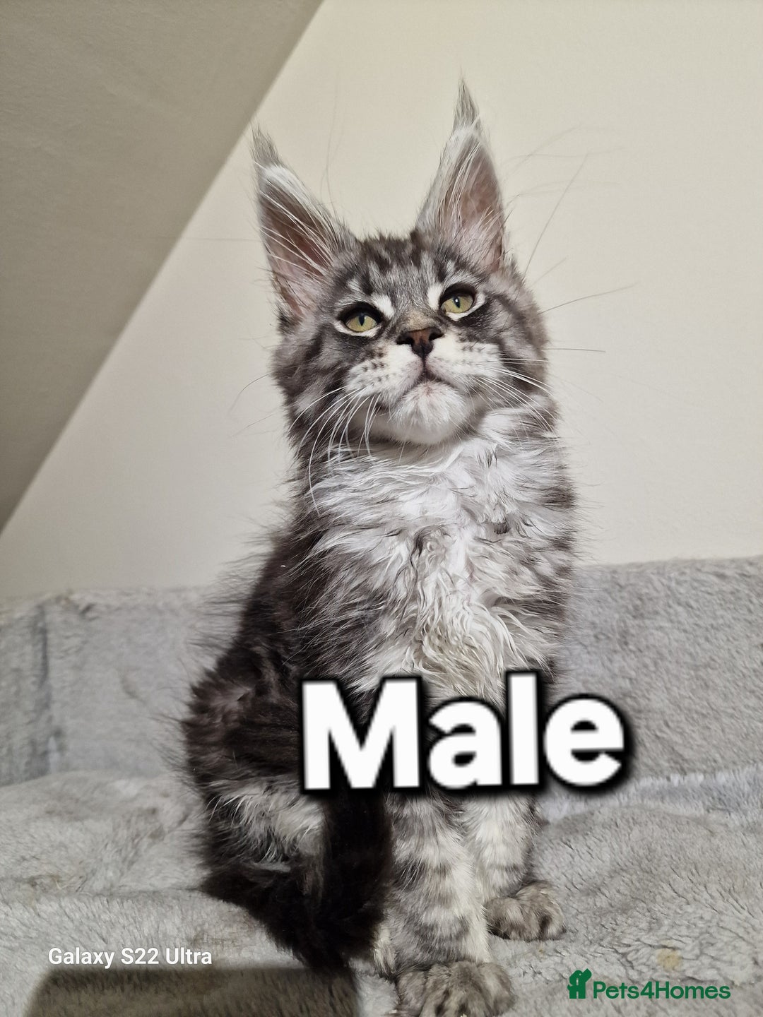 Maine Coon cats for sale: 💥Pure Maine coon😻 - Advert 9
