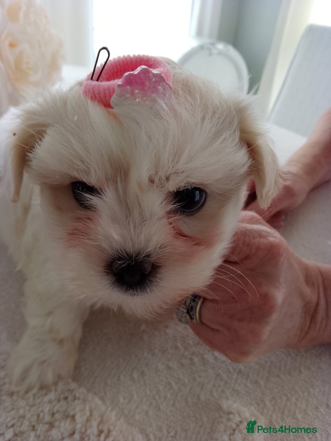 Mixed Breed dogs for sale: Maltese X Lhasa apso  - Image 10
